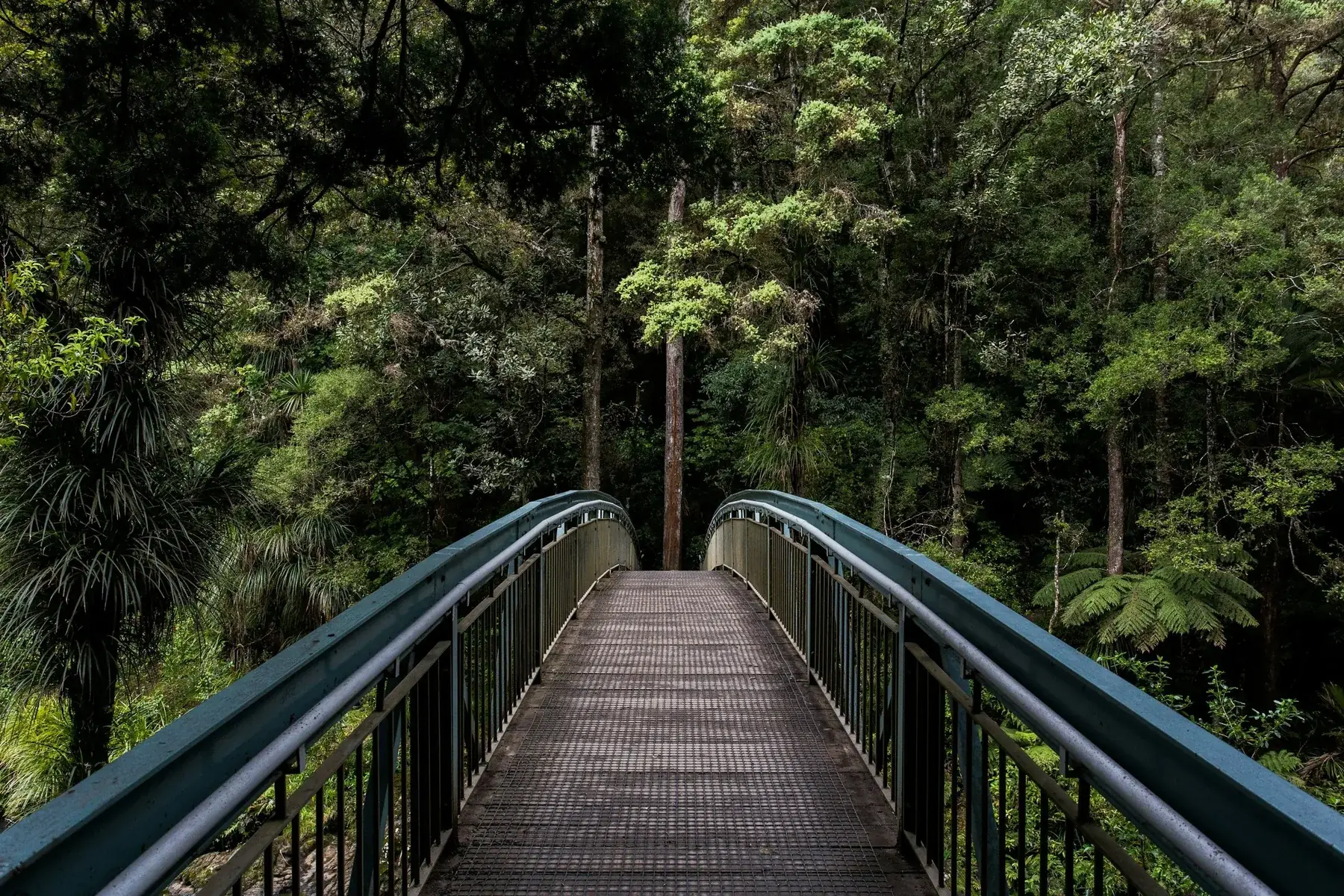 A boardwalk leading through a calm forest