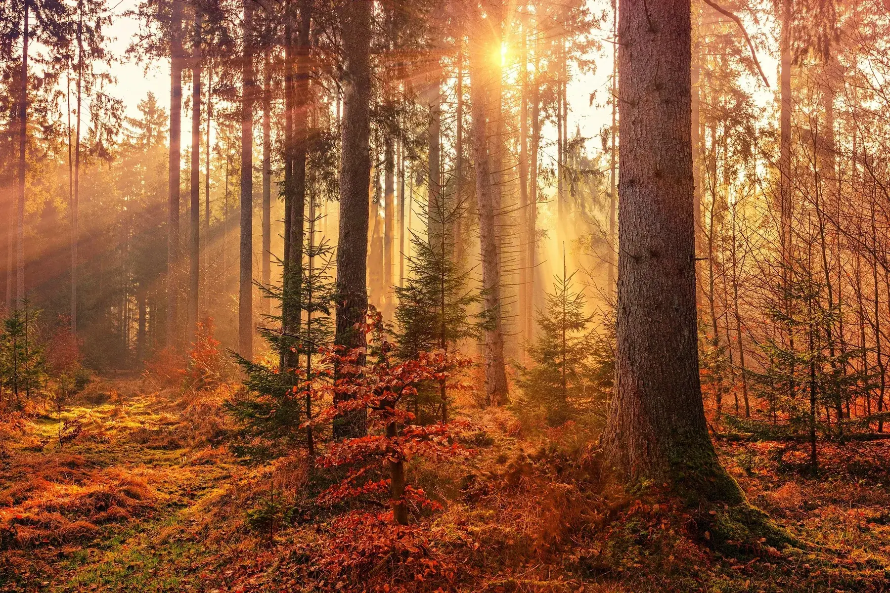 Sunlight streaming through a stand of tall pine trees