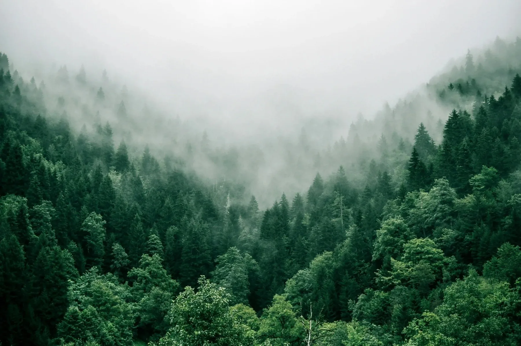 Mist drifting through a green pine forest